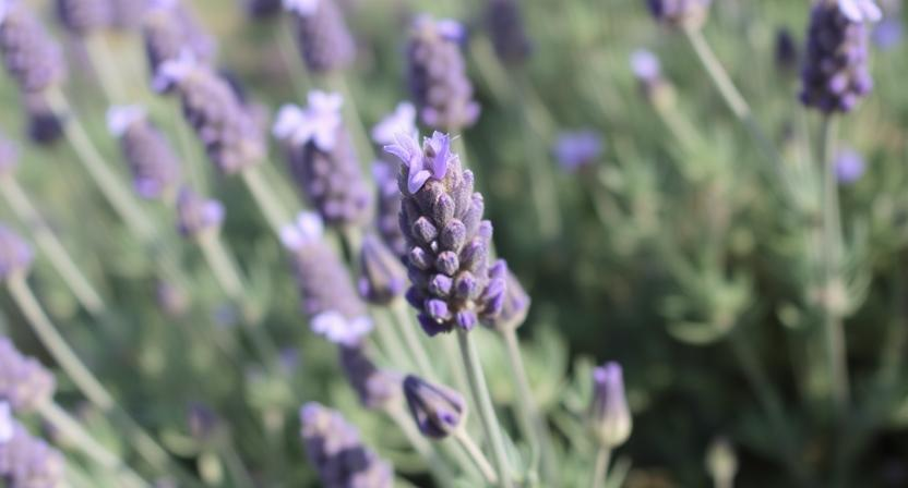French Lavender